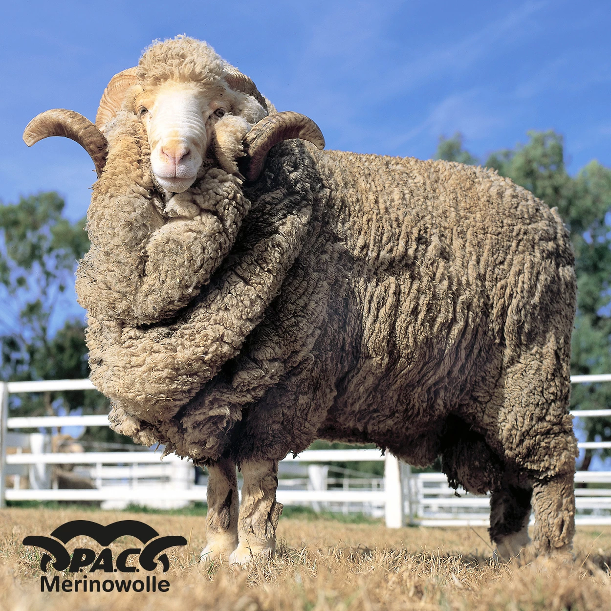 P.A.C. PAC Merino Snood Multi Sunrise 2 P.A.C. PAC Merino Snood Multi Sunrise – Bild 2